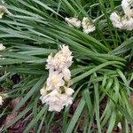Narcissus spp. Květ