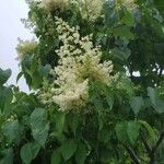 Syringa reticulataപുഷ്പം