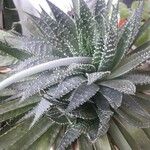 Aloe aristataLeaf