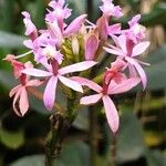 Epidendrum ibaguense Kvet