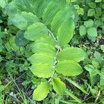 Polygonatum multiflorum برگ