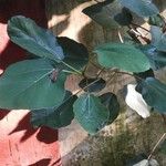 Ficus auriculata Fulla
