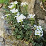 Cardamine plumieri Libunga