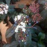 Viburnum rugosum Flower