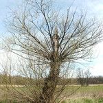 Salix lucida Habit