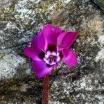Cyclamen purpurascens Květ