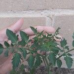Solanum pimpinellifolium Foglia