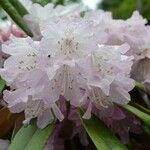 Rhododendron degronianum പുഷ്പം