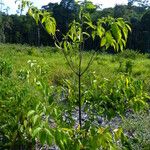 Cordia alliodora Hoja