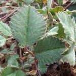 Medicago monspeliaca Leaf