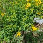 Linum flavum Συνήθη χαρακτηριστικά