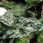 Syngonium angustatum Blatt