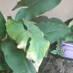 Colocasia esculenta Φύλλο