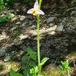 Ophrys apifera Hábitos