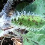 Hieracium glaucinum برگ