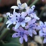 Hyacinthoides lingulata Floare