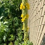 Verbascum densiflorumফুল