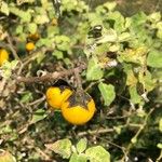 Solanum viarum Fruit