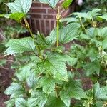 Viburnum trilobumLeaf