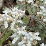 Teucrium polium花