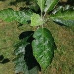 Sorbus intermedia পাতা