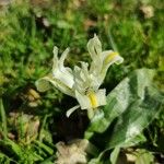 Iris palaestina 花