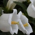 Campanula medium Bloem