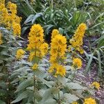 Lysimachia punctataFlors