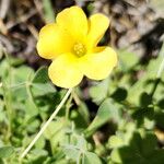 Oxalis californica