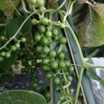 Tinospora cordifolia 果實