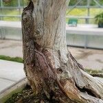 Taxus cuspidata Bark