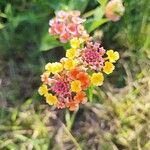 Lantana camaraFlower