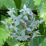Epimedium stellulatum Blüte