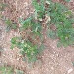 Caucalis platycarpos Fula
