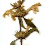 Galeopsis ladanum 花