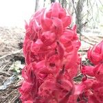 Sarcodes sanguinea 花