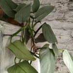 Philodendron hastatum Hoja