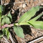 Tragus berteronianus Feuille