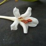 Rhododendron carringtoniae Blomst