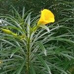 Thevetia peruviana Kvet