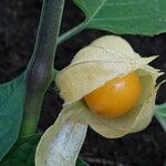 Physalis peruviana Плід