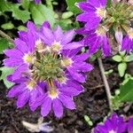 Scaevola aemula Flower