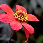 Dahlia coccinea Květ