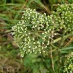 Selinum carvifolium Flower