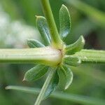 Galium album Blad