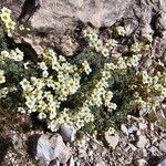 Saxifraga caesia Blüte