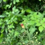 Scrophularia scorodoniaFlower