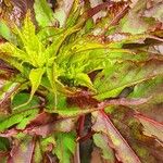 Amaranthus tricolor برگ