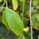 Forsythia viridissima Leaf