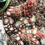 Sempervivum arachnoideum Συνήθη χαρακτηριστικά